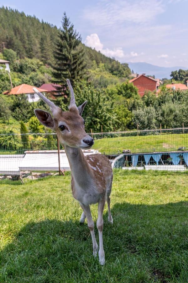 Tihiat Kut Complex Hotel Kyustendil Bagian luar foto